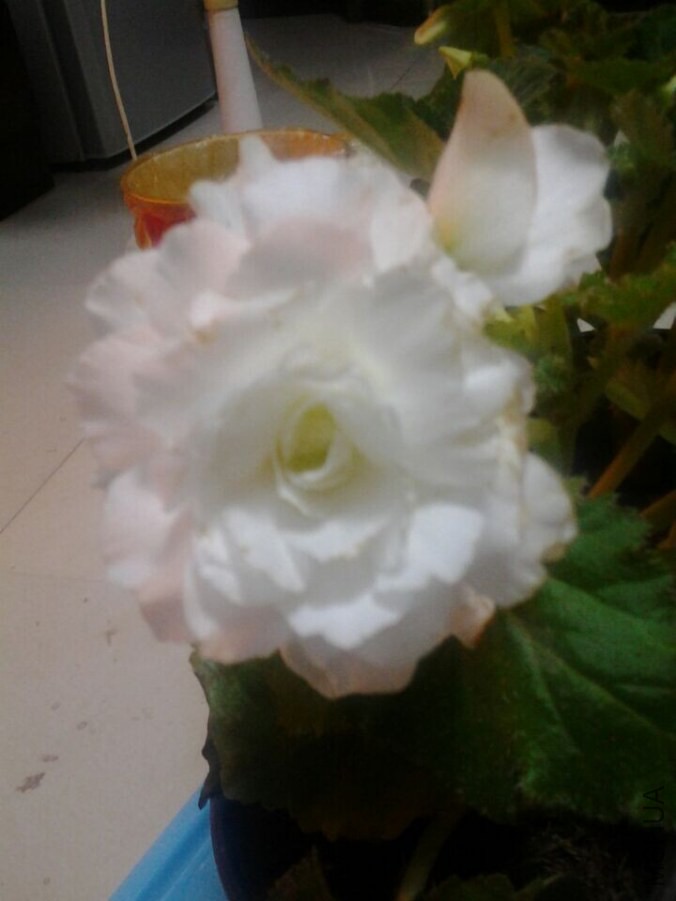 QQͼƬ20141014082615.jpg
