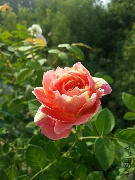 20141014_090946_��С��С.jpg