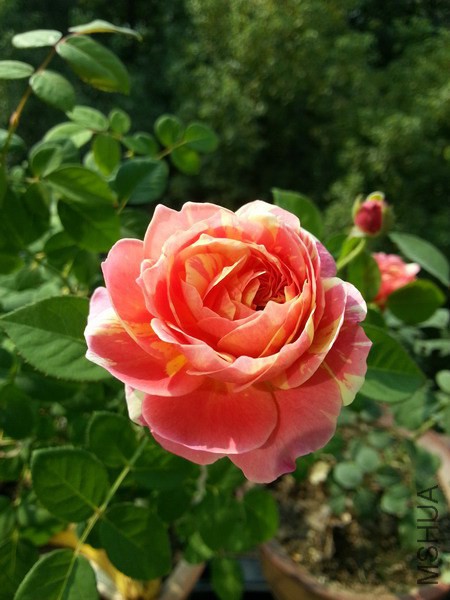 20141014_093215_��С��С.jpg