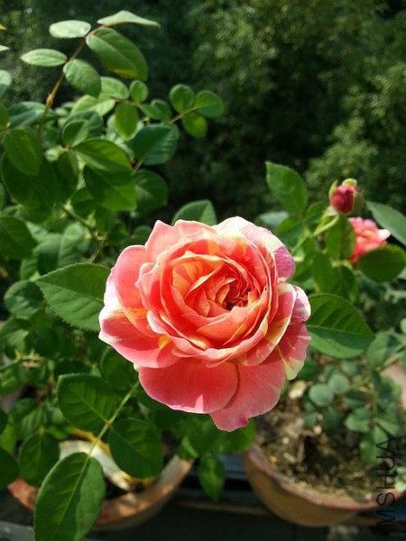 20141014_093547_��С��С.jpg