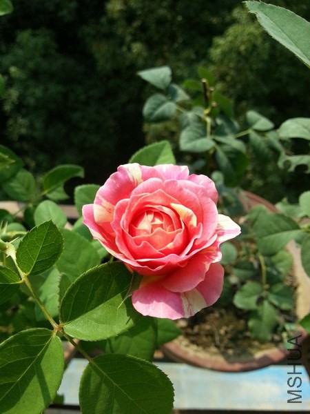 20141014_102453_��С��С.jpg