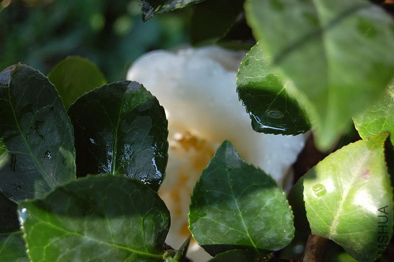 DSC_00030003.JPG