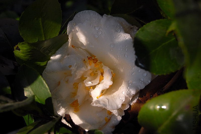DSC_00040004.JPG