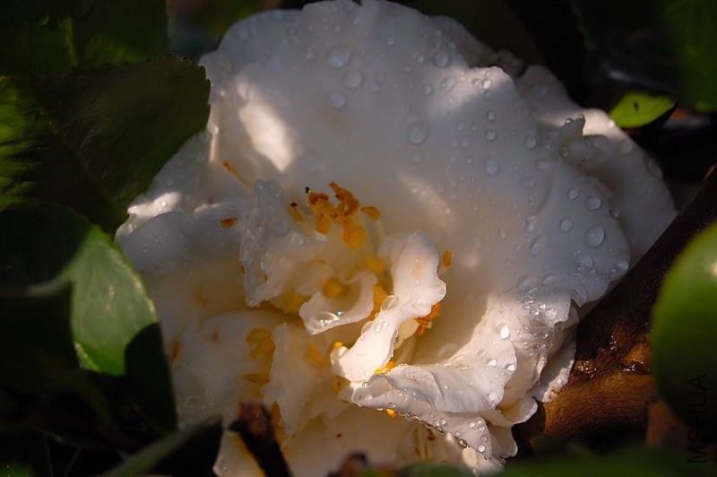 DSC_00060006.JPG