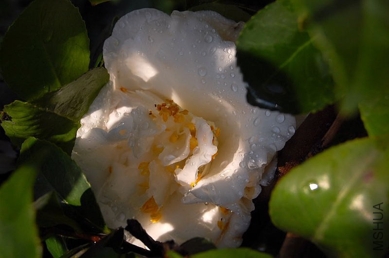 DSC_00080008.JPG