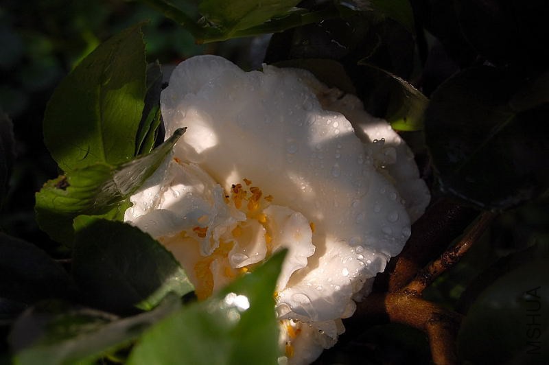 DSC_00070007.JPG