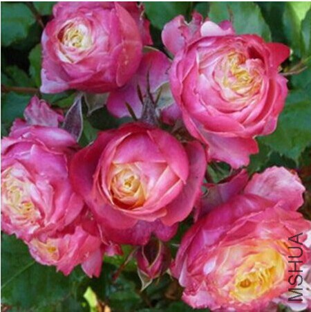 �ȿ�