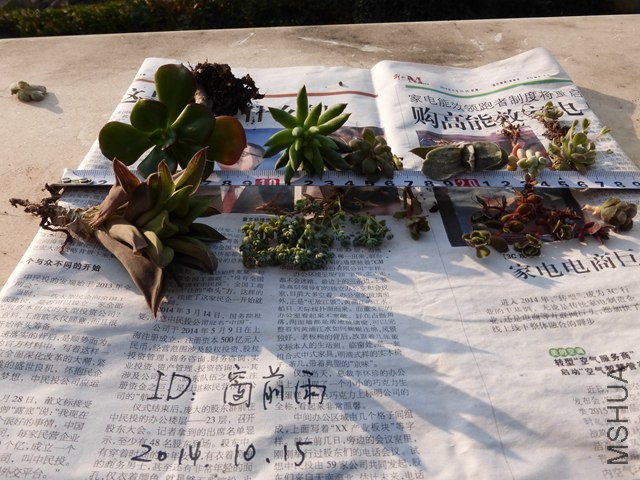 P1000196.JPG