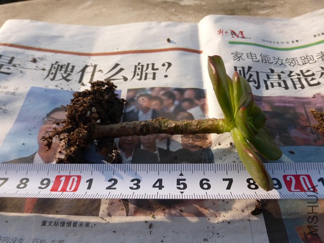 P1000197.JPG