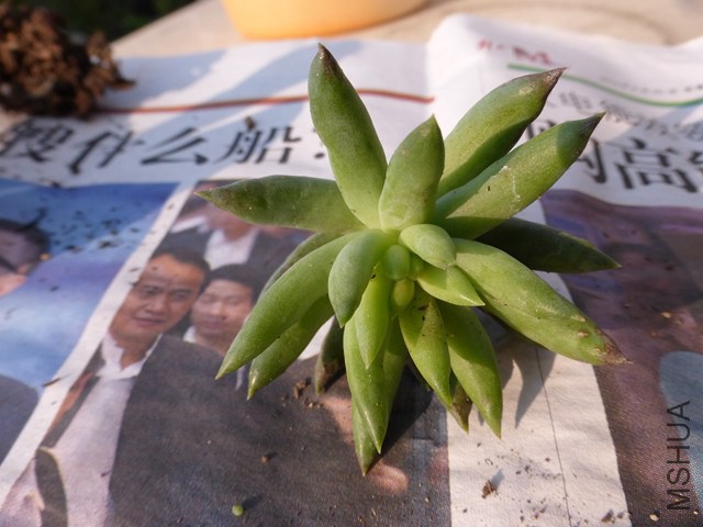P1000204.JPG