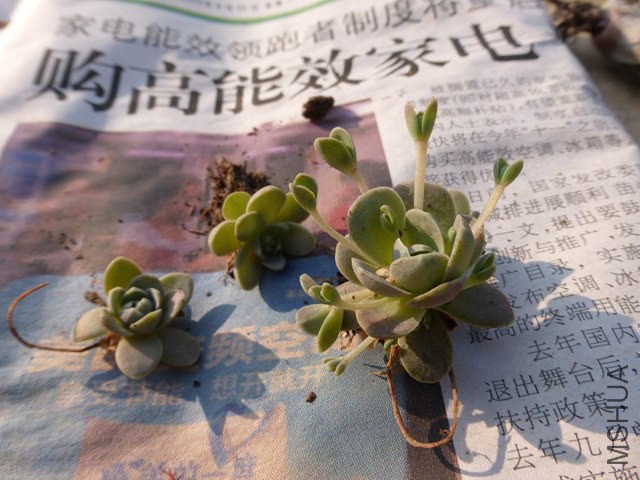 P1000198.JPG