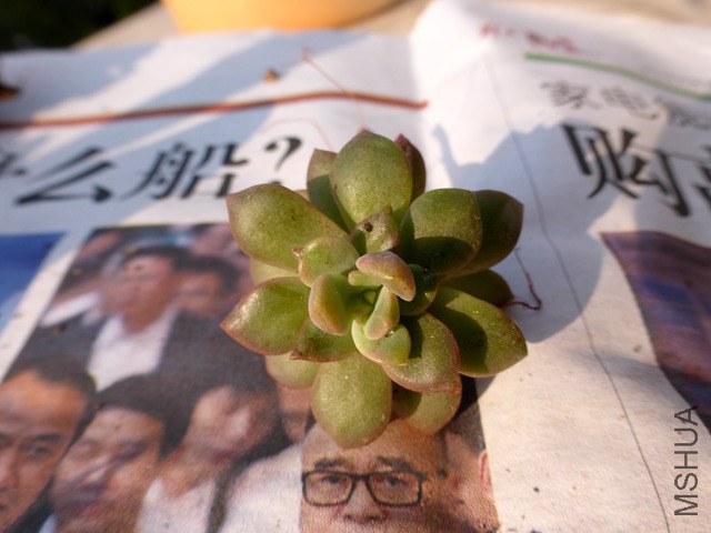 P1000202.JPG