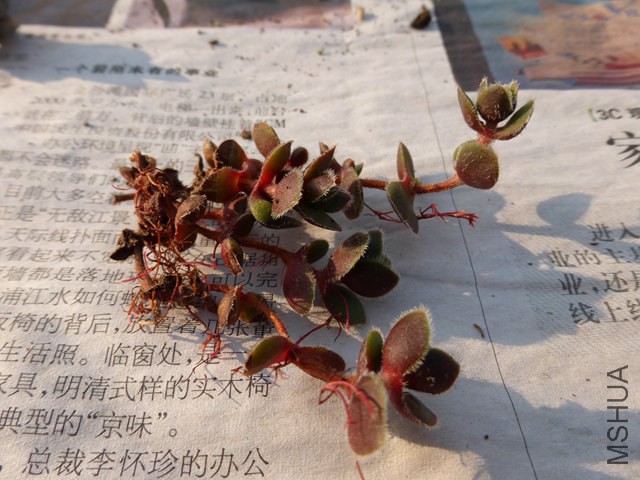 P1000199.JPG