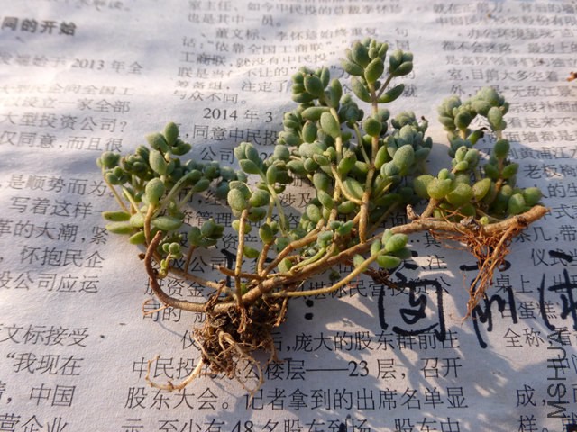 P1000200.JPG