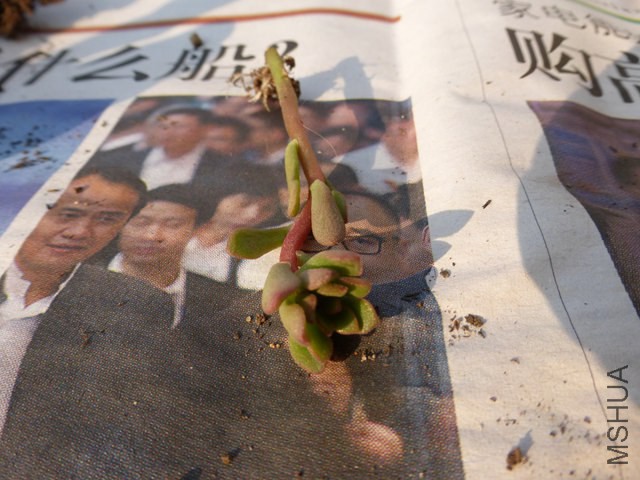 P1000205.JPG