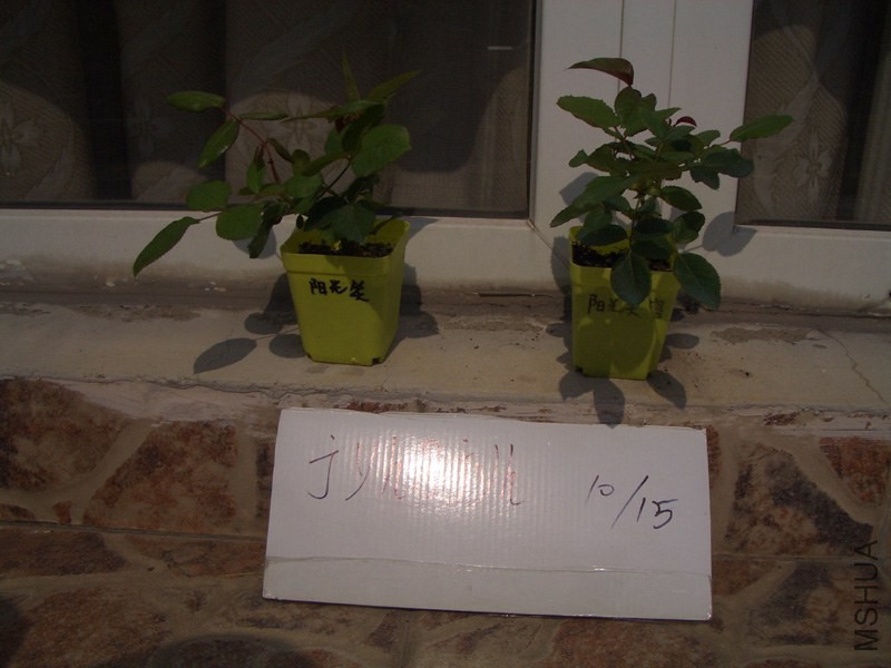 CIMG0374.JPG