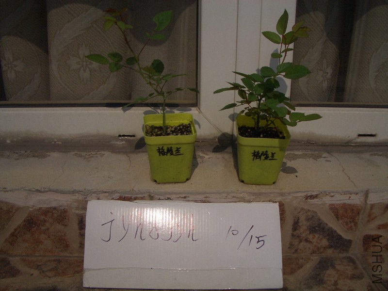 CIMG0375.JPG