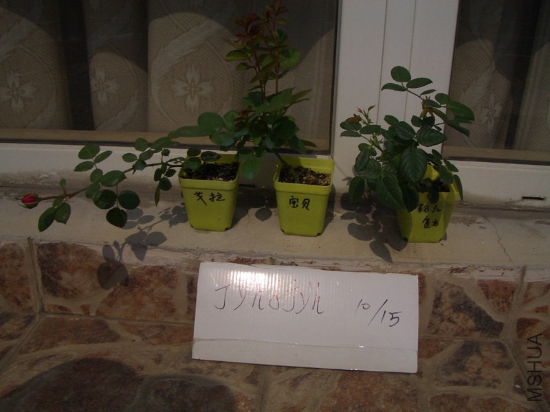 CIMG0376.JPG