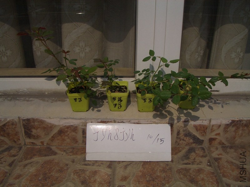 CIMG0379.JPG