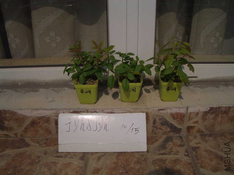CIMG0380.JPG