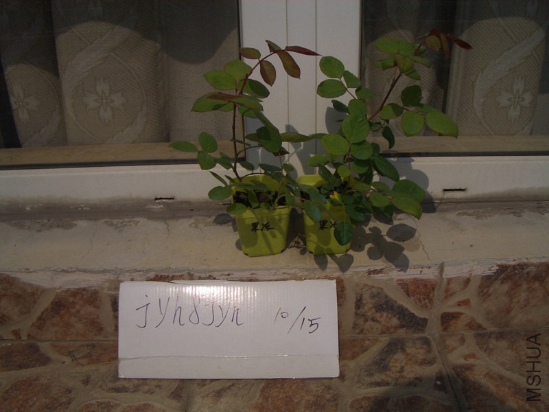 CIMG0382.JPG