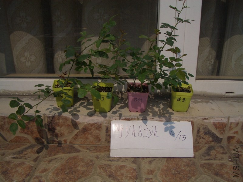 CIMG0383.JPG