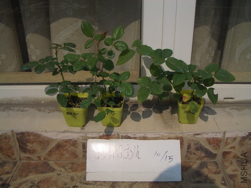 CIMG0384.JPG