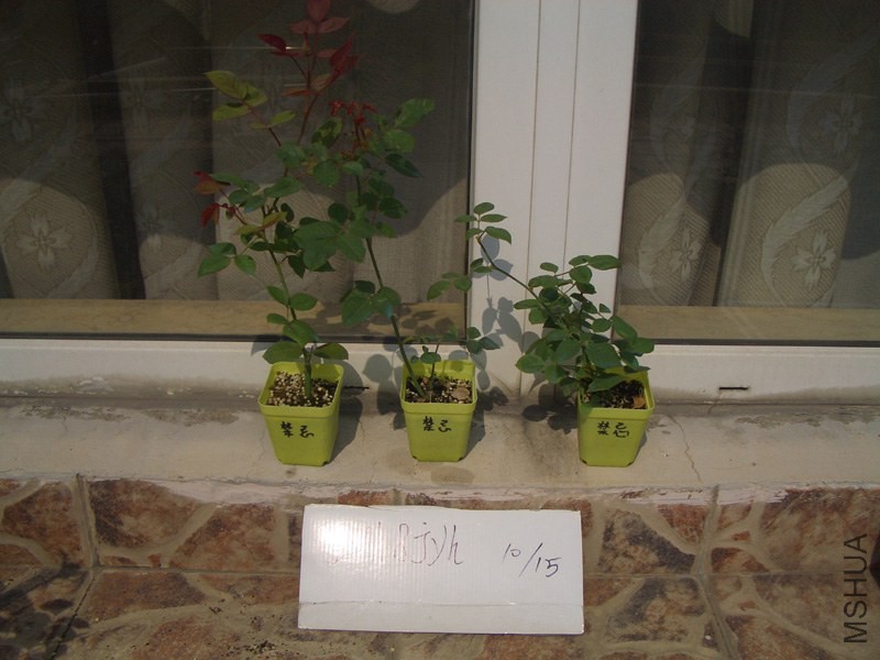 CIMG0386.JPG