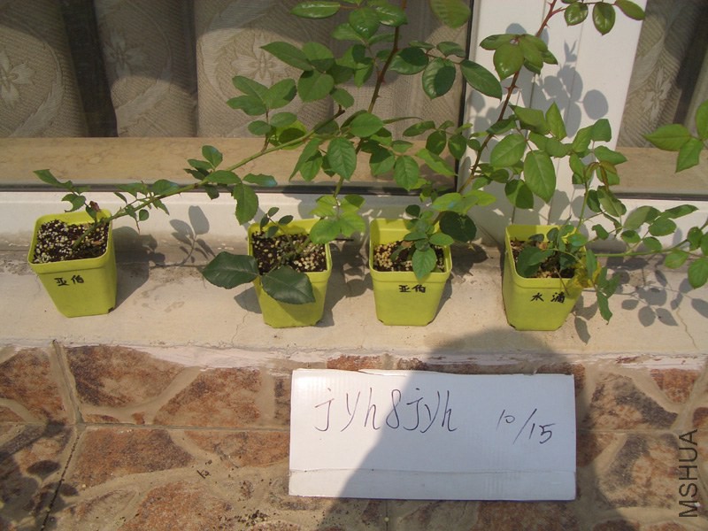 CIMG0388.JPG