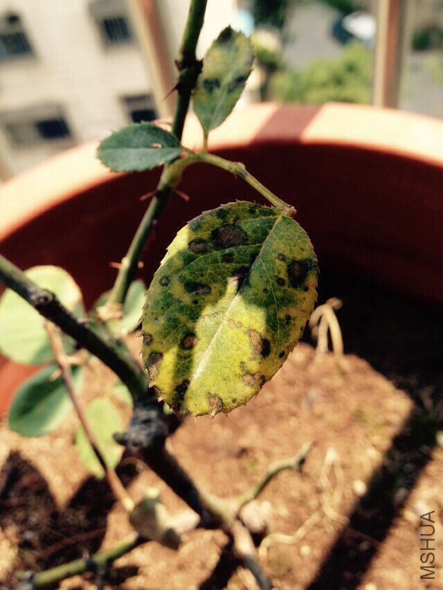 ����ʲô����