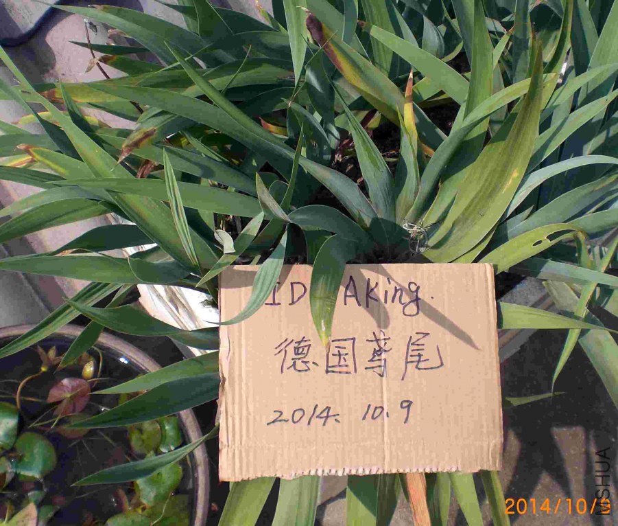 CIMG7018.JPG