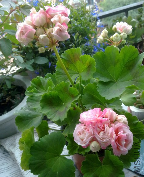 201309021665.jpg