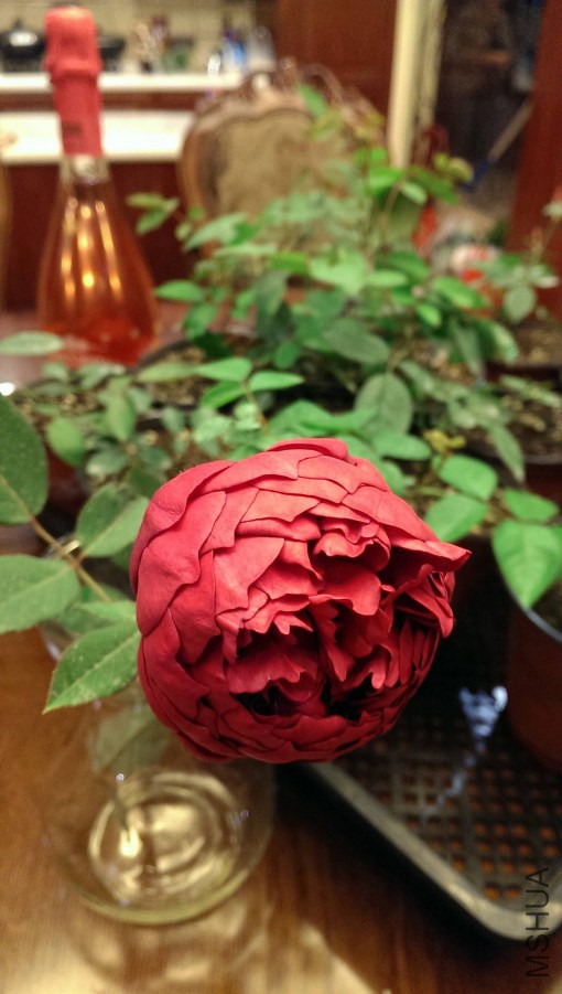 IMAG0553.jpg