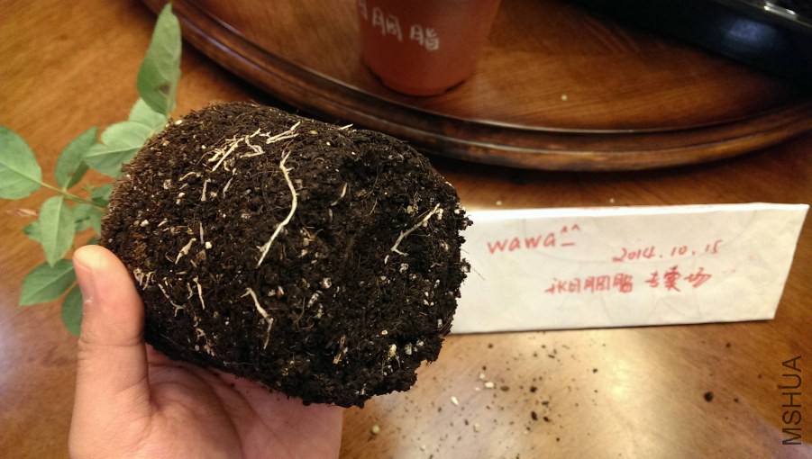 IMAG0549.jpg