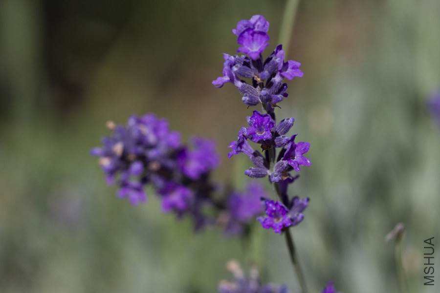 lavender6.jpg