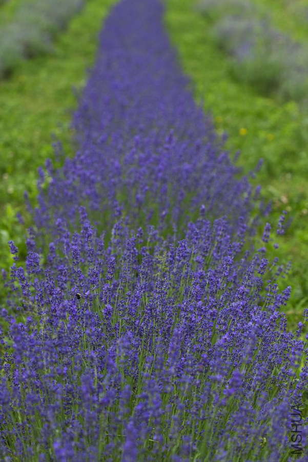 lavender9.jpg