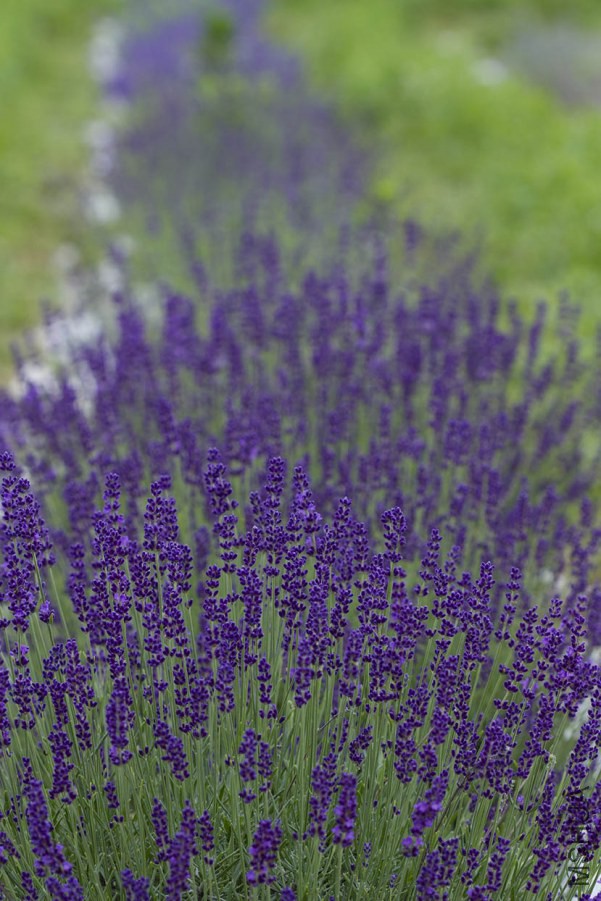lavender10.jpg