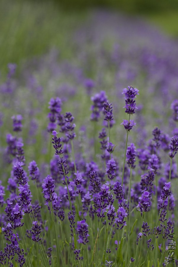 lavender12.jpg
