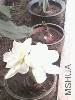 IMG0033A.jpg