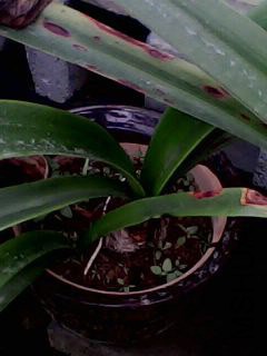 IMG0064A.jpg