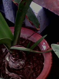 IMG0065A.jpg