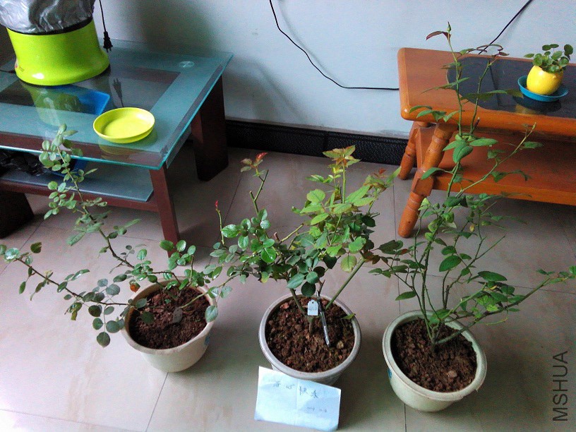IMG_20141016_084537.jpg