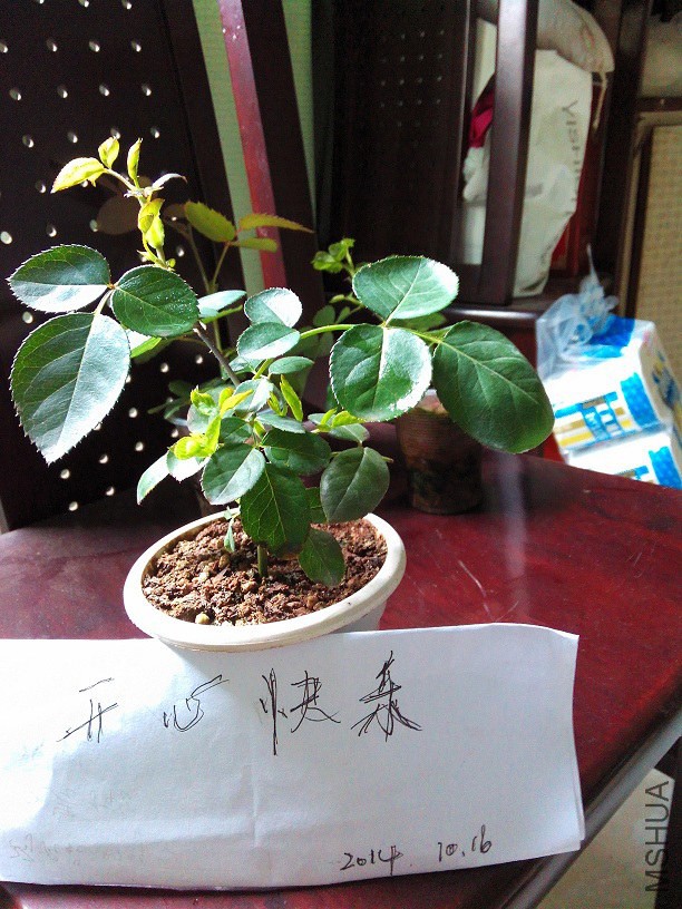 IMG_20141016_130602.jpg
