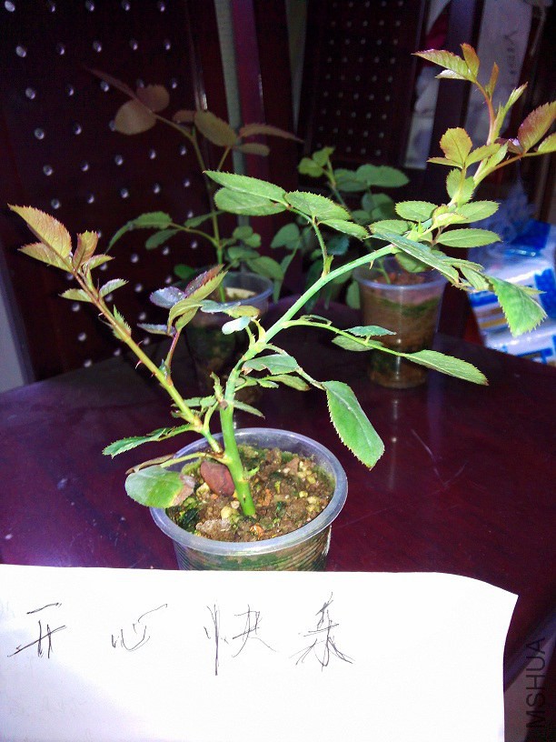 IMG_20141016_130620.jpg
