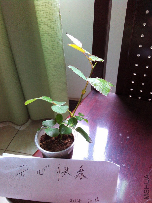 IMG_20141016_130826.jpg