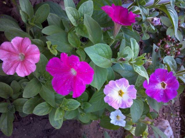 ������С P_030.jpg