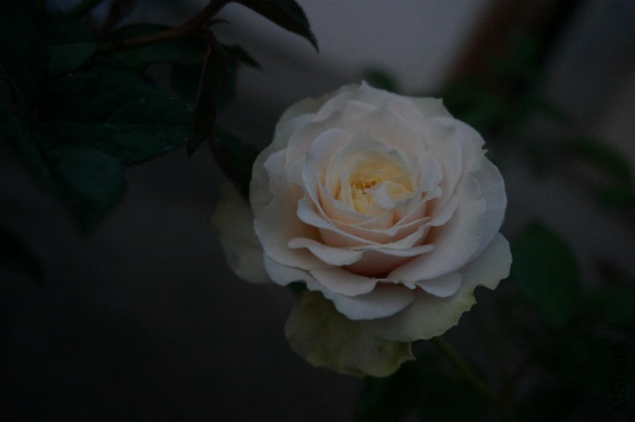 ѩҰһ��
