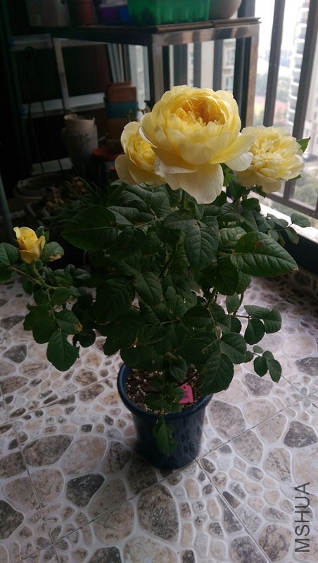 IMAG0739_����.jpg