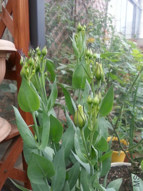20140602_075752.jpg