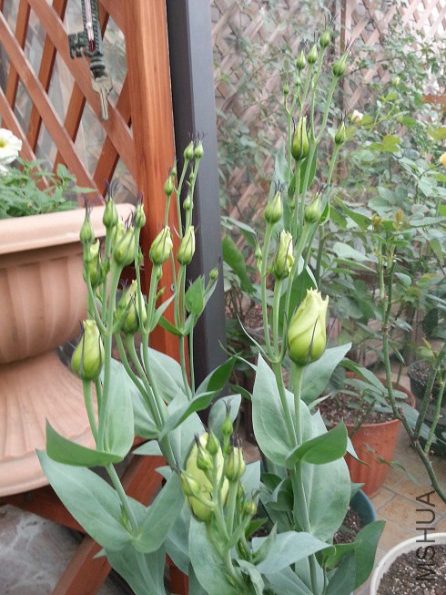 20140608_174750.jpg